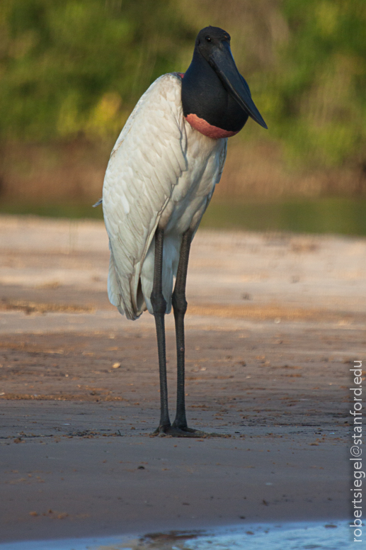 jabiru on the beach